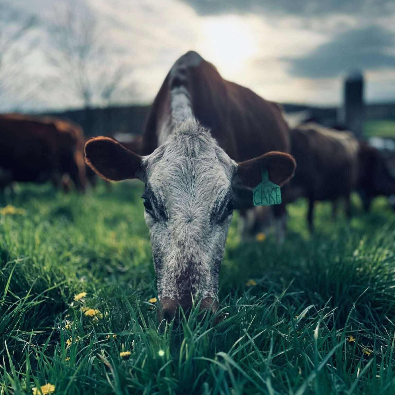 Close-up of a brown and white cow grazing in a lush green field, with a tag labeled "CAKE" on its ear, surrounded by other cows and wildflowers under a cloudy sky.
