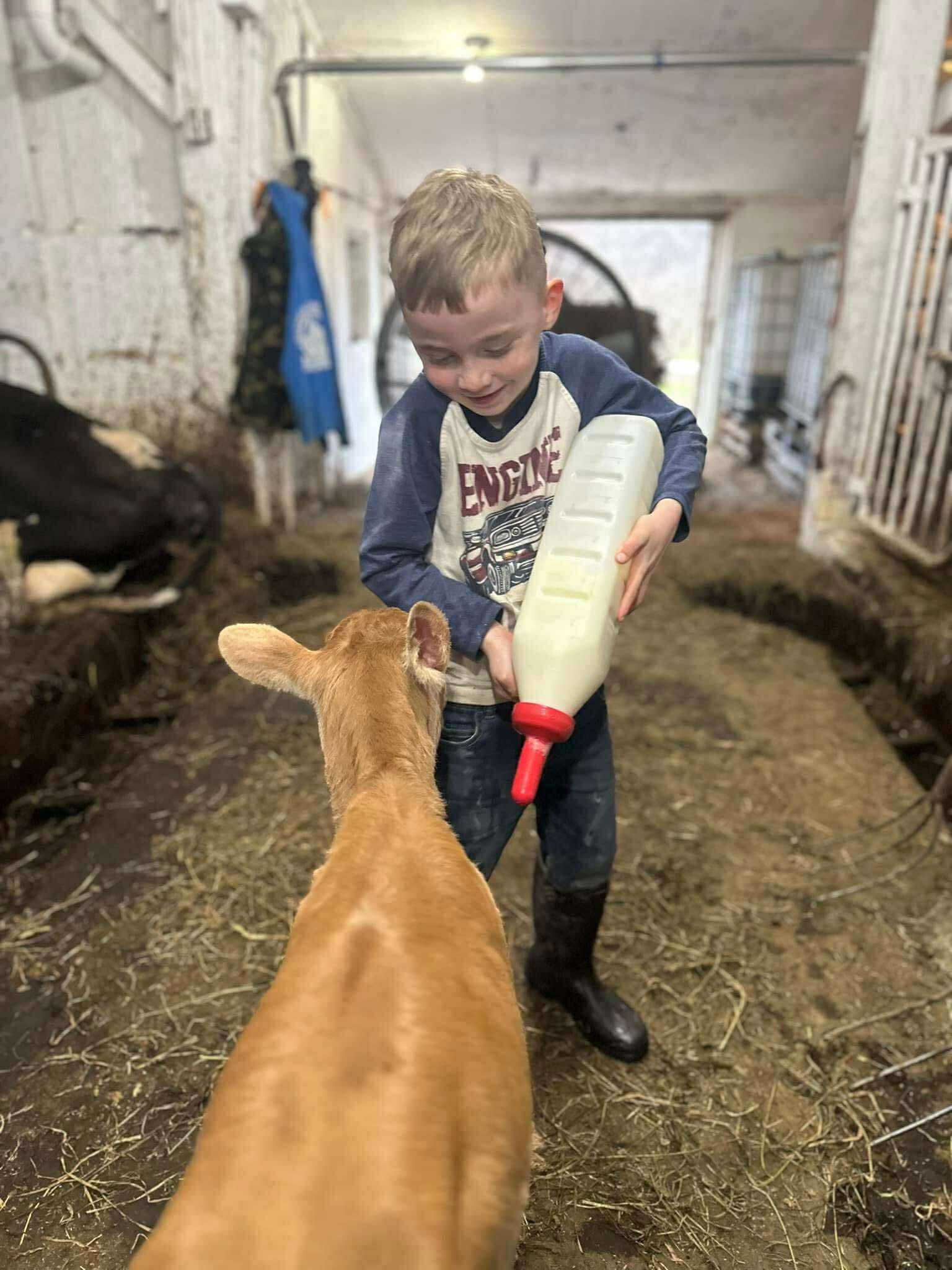 Young boy feeding a calf with a milk bottle in a barn, showcasing farm life and animal care.