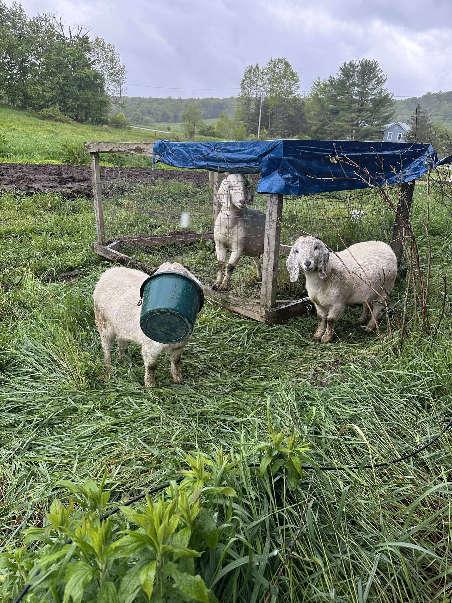 Sheep in a grassy enclosure with a shelter, one sheep playfully wearing a bucket on its head, under overcast skies.
