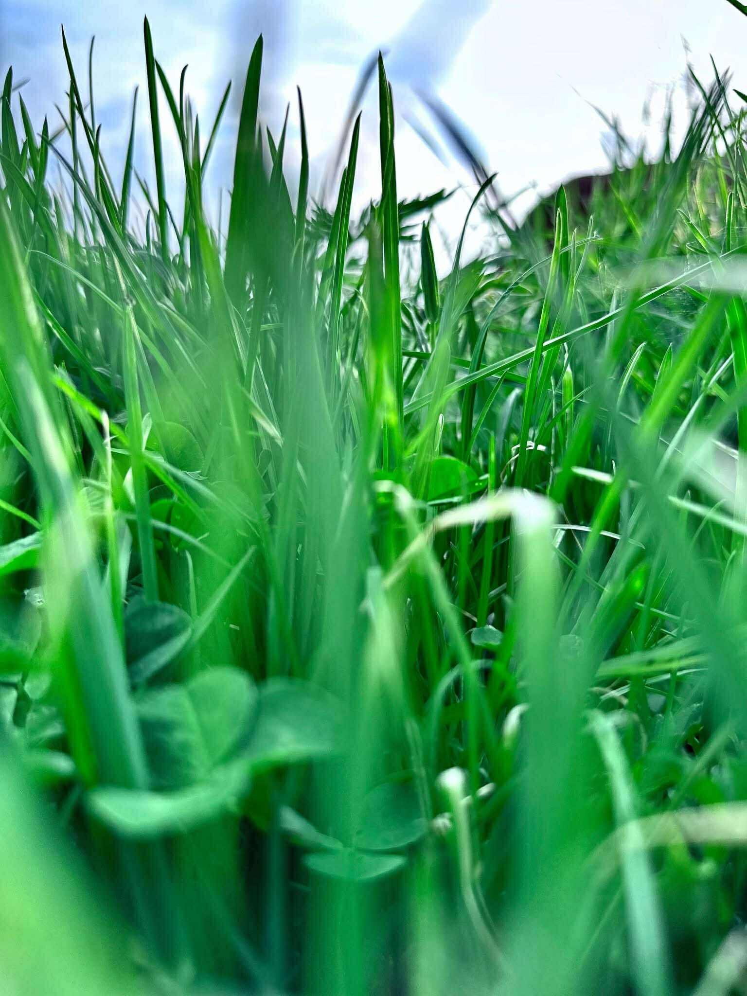 Close-up view of lush green grass and clover in a natural setting, showcasing vibrant blades and a clear blue sky in the background. Ideal for nature-themed content or gardening resources.
