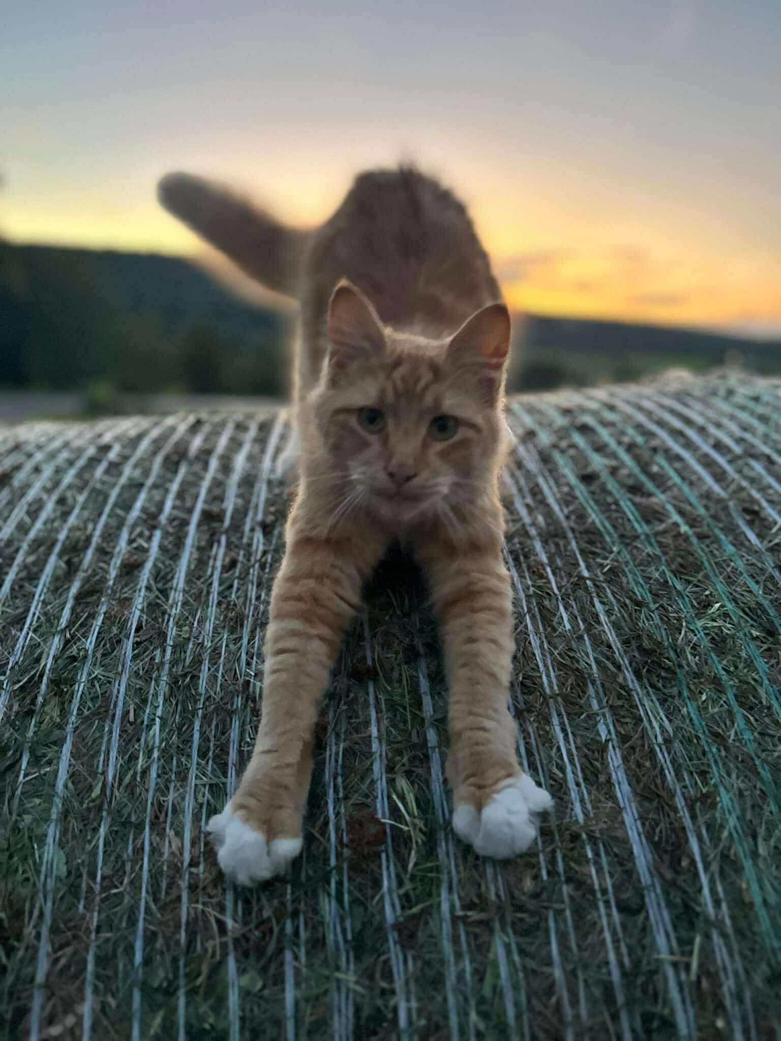Orange cat stretching on a grassy hay bale at sunset, with a blurred landscape in the background.