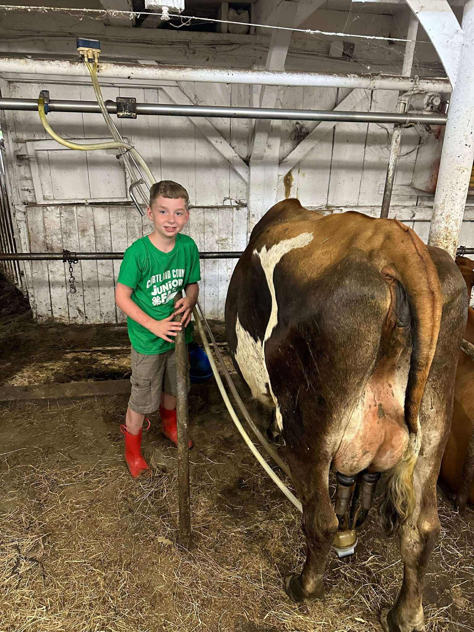 Young boy in red rubber boots standing beside a cow in a barn, holding a stick while milking equipment is attached to the cow. The setting showcases a rural farming environment.