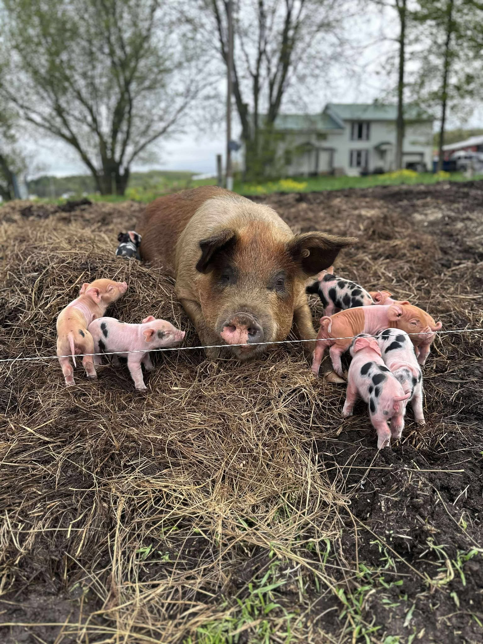 A mother pig resting in a farmyard surrounded by her playful piglets, showcasing a natural rural setting with trees and a farmhouse in the background.