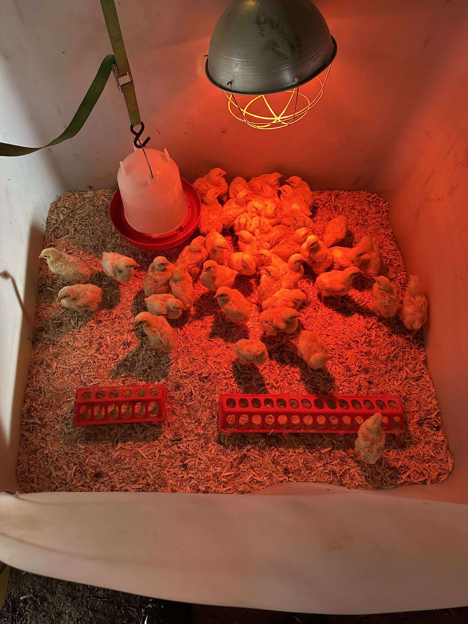 Chicks gathered in a warm, illuminated brooder with a red heat lamp, surrounded by wood shavings, and feeding and watering containers in a nurturing environment.