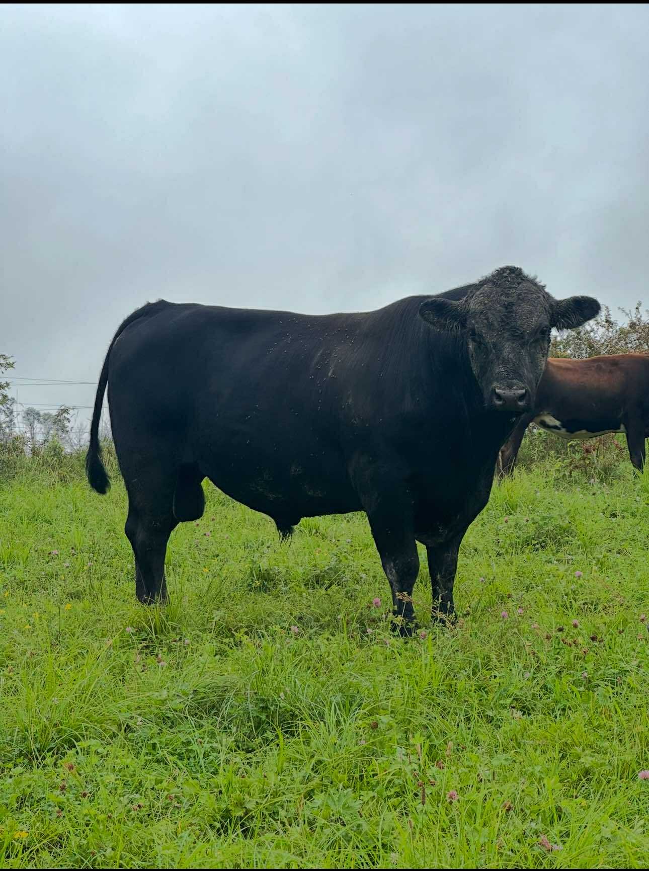 Black Angus cow standing in a lush green pasture under a cloudy sky, showcasing its robust physique and calm demeanor.