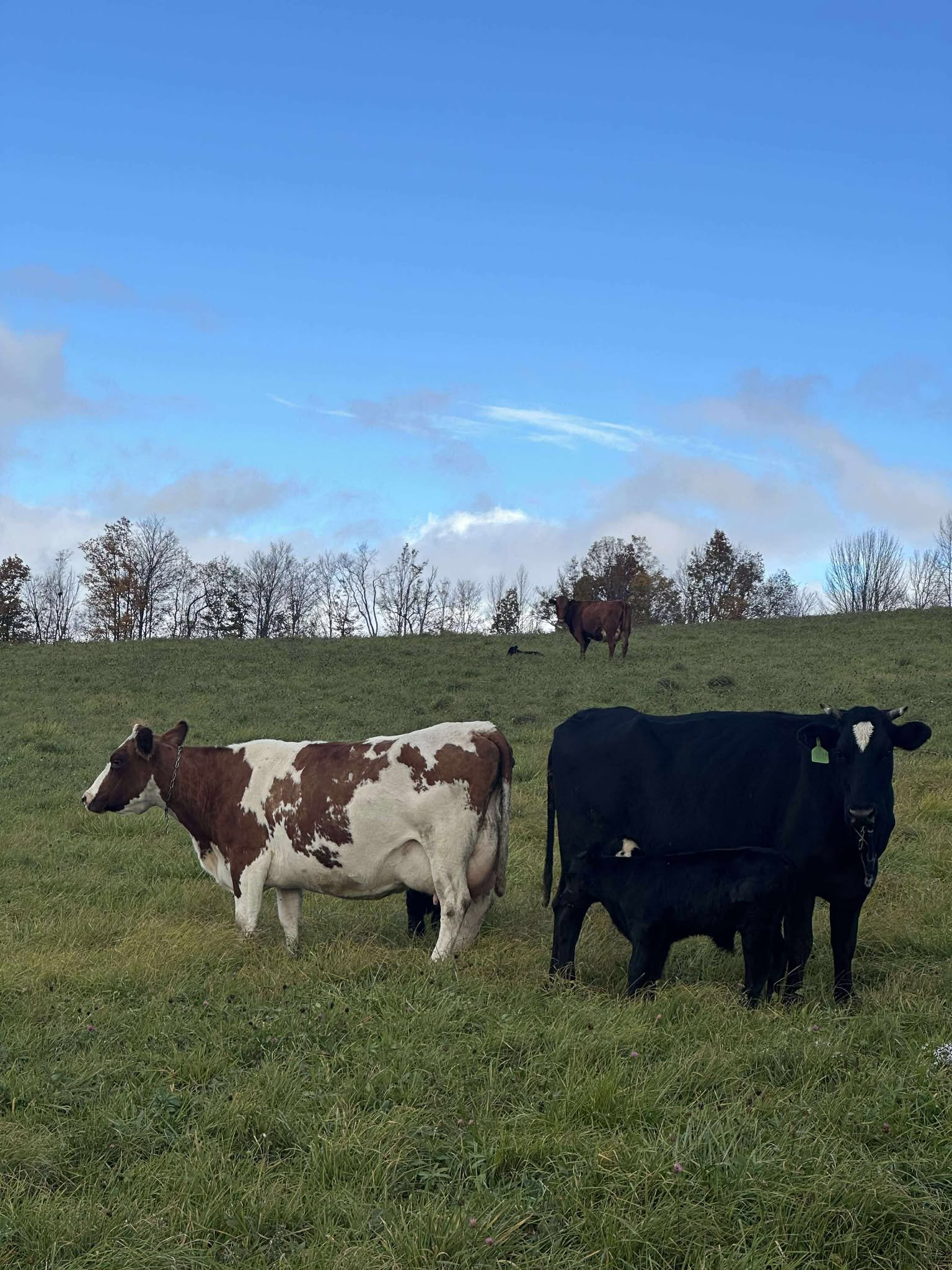A herd of cows grazing in a green pasture under a clear blue sky, featuring a brown and white cow alongside a black cow and her calf.