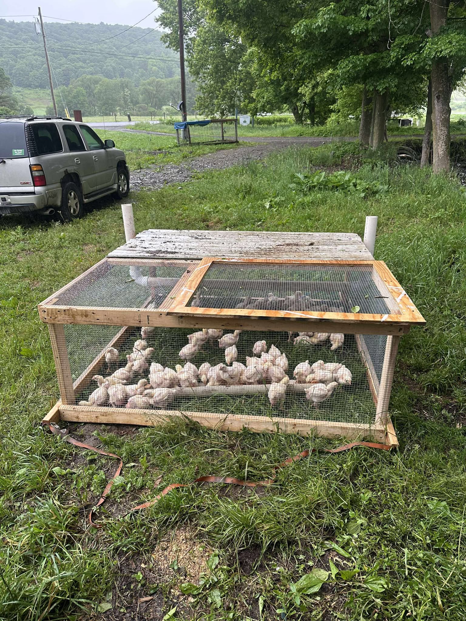 Wooden chicken coop on a grassy farm with several chicks inside, surrounded by trees and a gravel path. A parked SUV is visible in the background, indicating a rural setting.