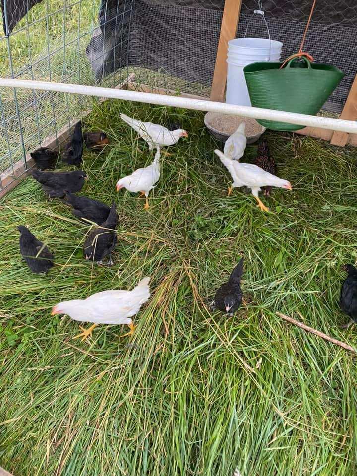 Chickens foraging in a grassy area inside a chicken coop, featuring a mix of white and black breeds, with feeding equipment and a green bucket in the background.