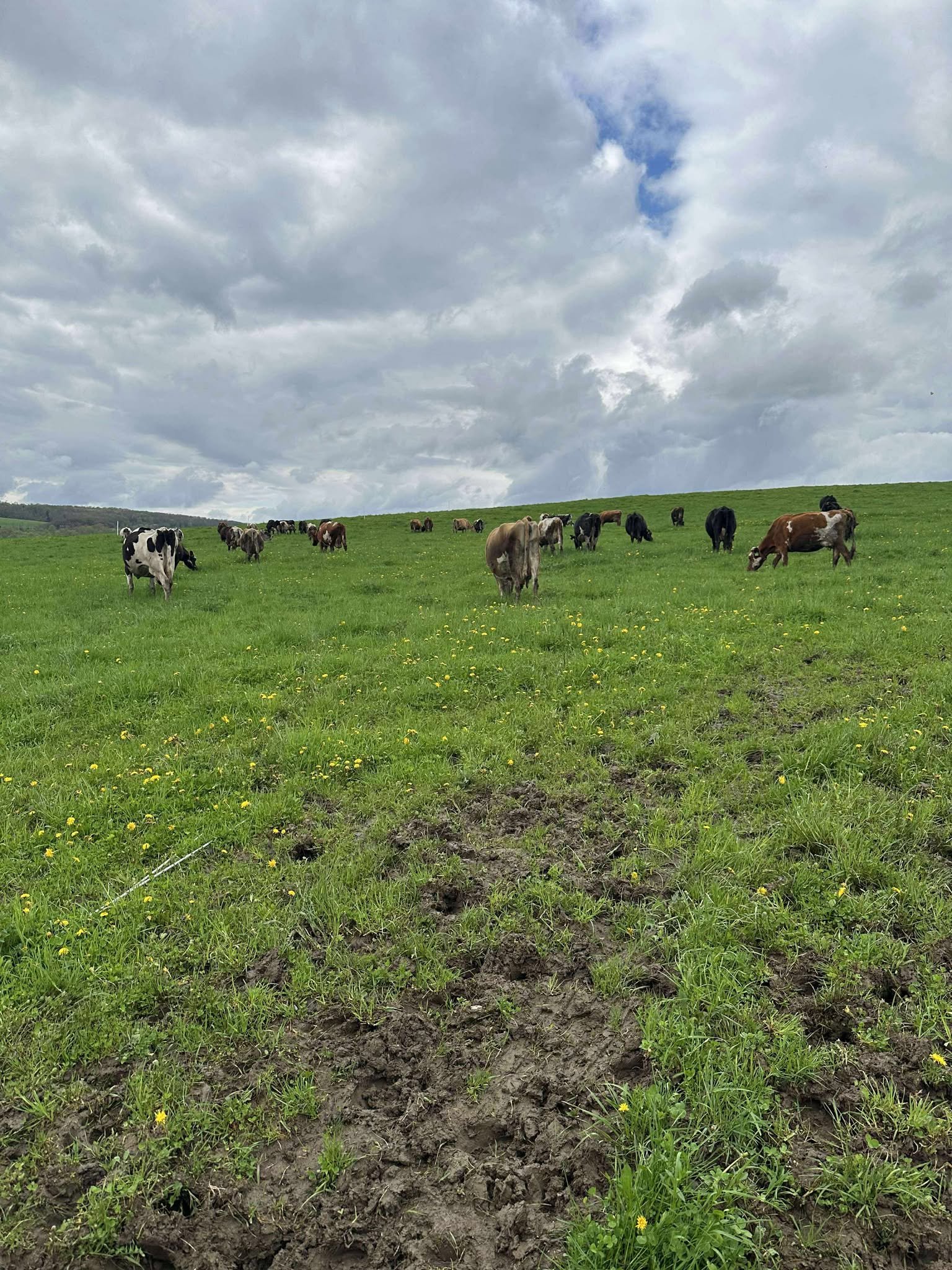 Cows grazing on a lush green pasture under a cloudy sky, with wildflowers scattered across the field.