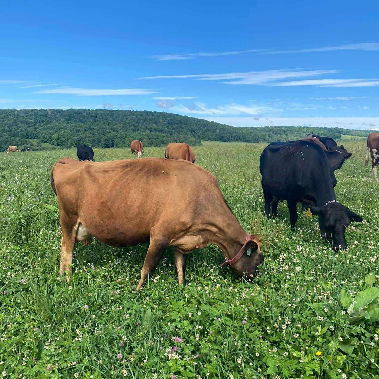 Dakota+Finch+-+cows+on+grass Brown and black cows grazing in a lush green pasture under a clear blue sky, surrounded by hills and wildflowers.