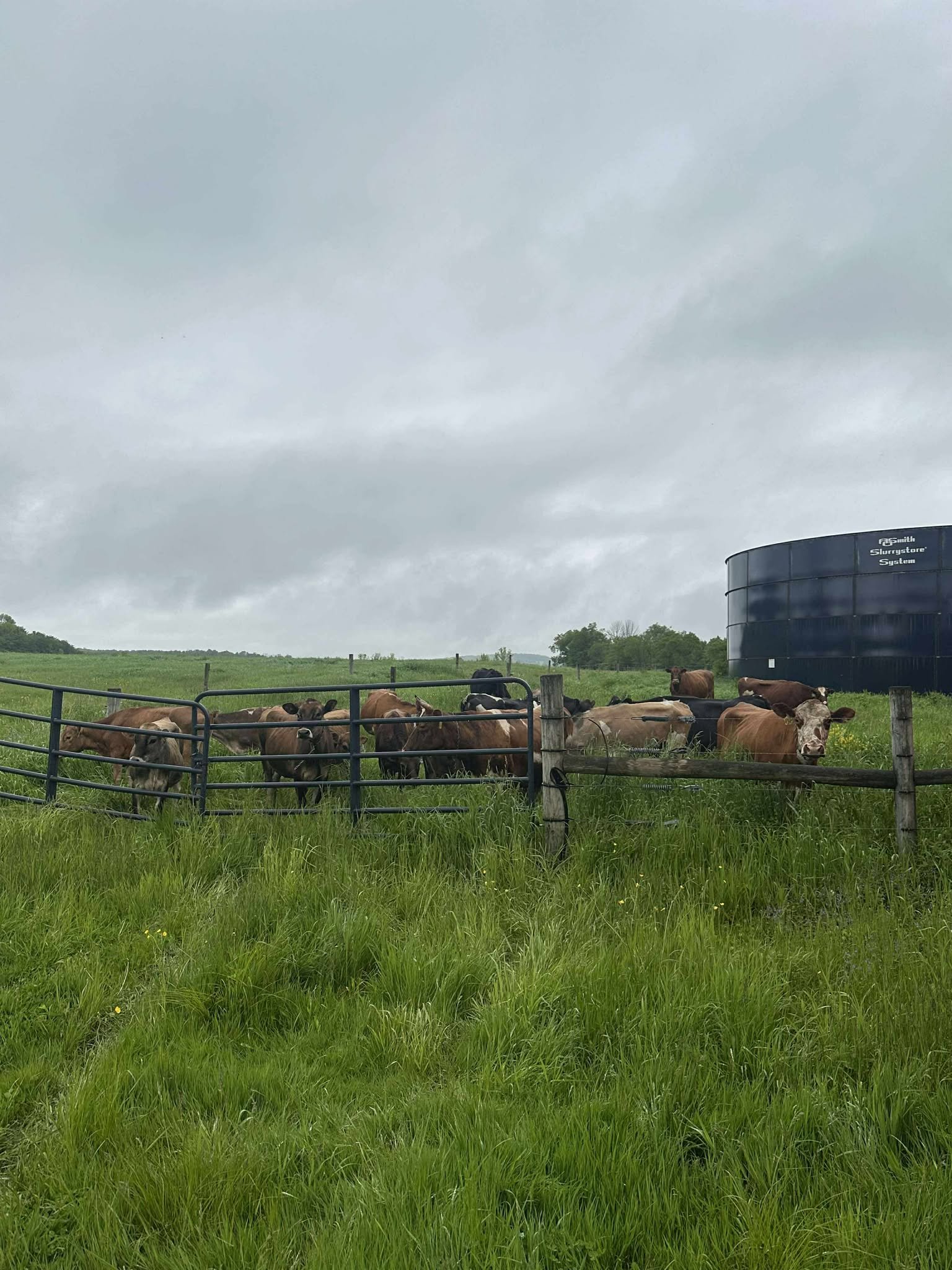 Herd of cows grazing in a green pasture with a cloudy sky in the background, near a water tank. The scene captures the essence of rural farming and livestock management.