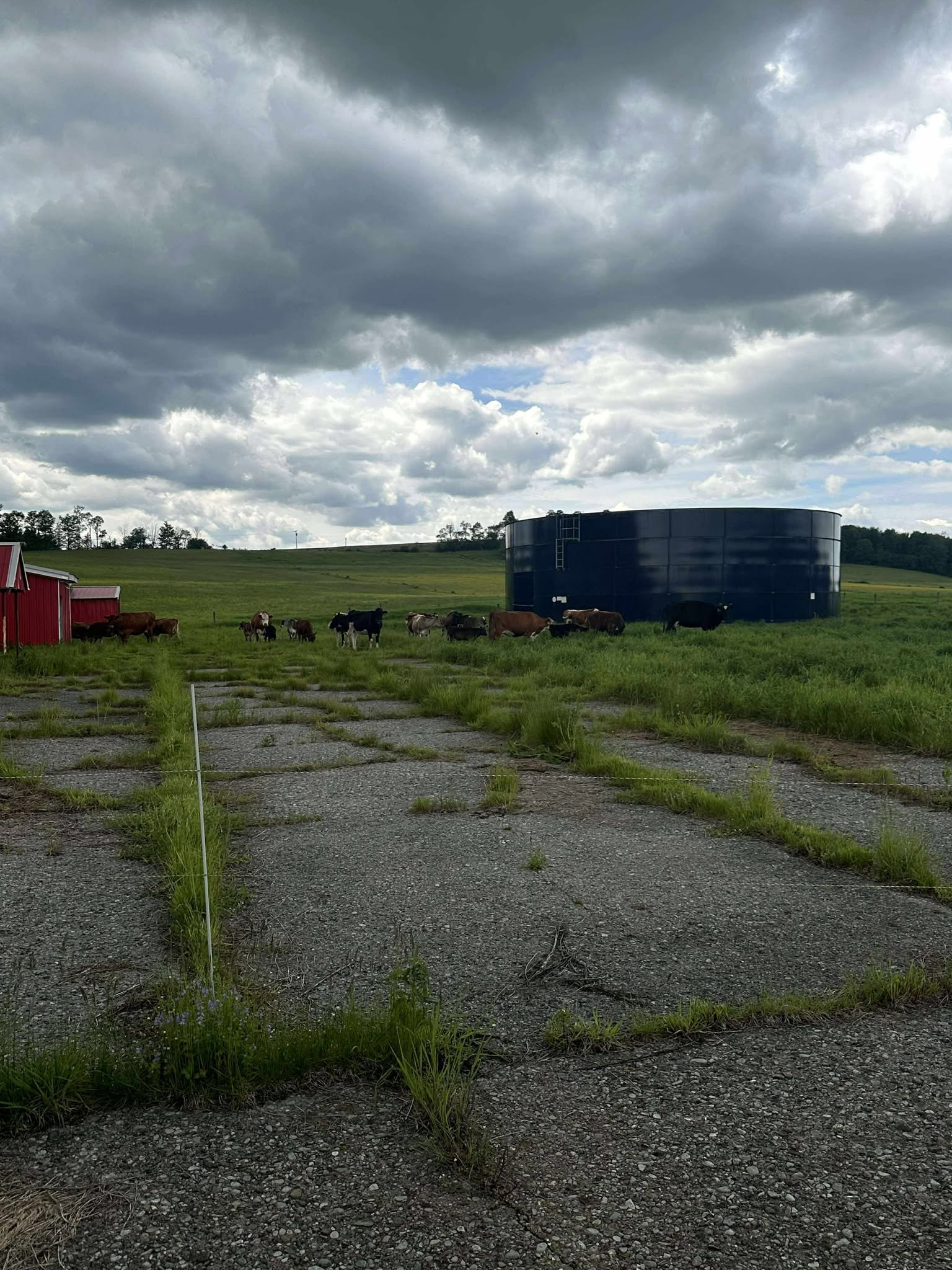Cows grazing in a lush green pasture near a large water tank, with a backdrop of overcast skies and a red barn on an old gravel road.