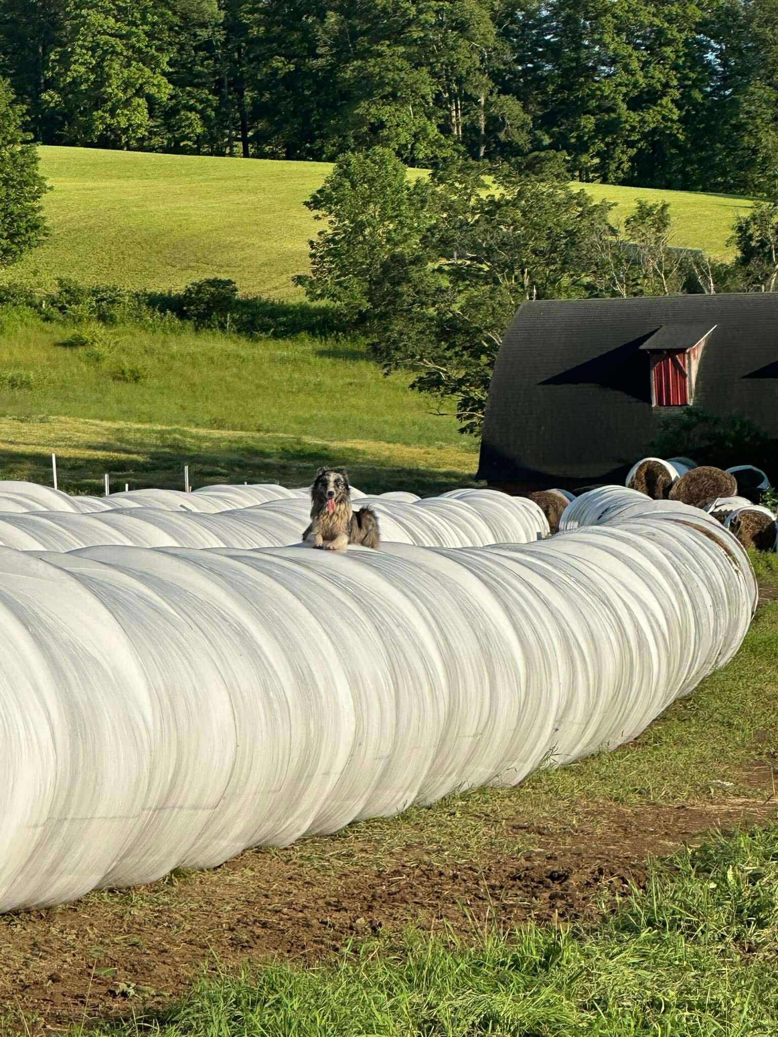 A dog standing on top of large round bales of hay in a lush green farm setting, with trees and a barn in the background. The scene captures the essence of rural life and agricultural practices.