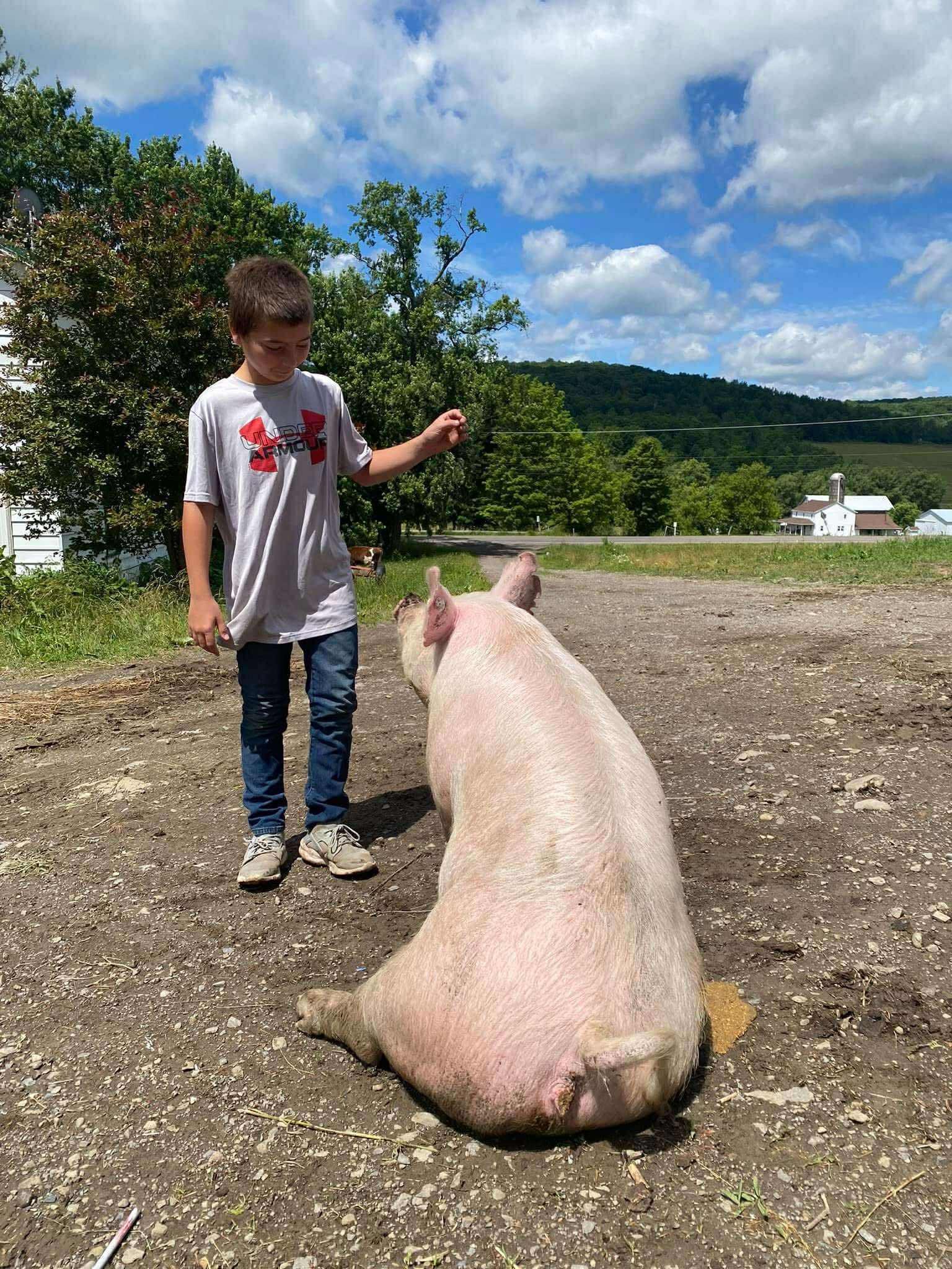 A young boy interacting with a large pig on a farm, surrounded by green trees and a blue sky with fluffy clouds. The scene captures a moment of connection between the child and the animal, showcasing rural life and animal care.