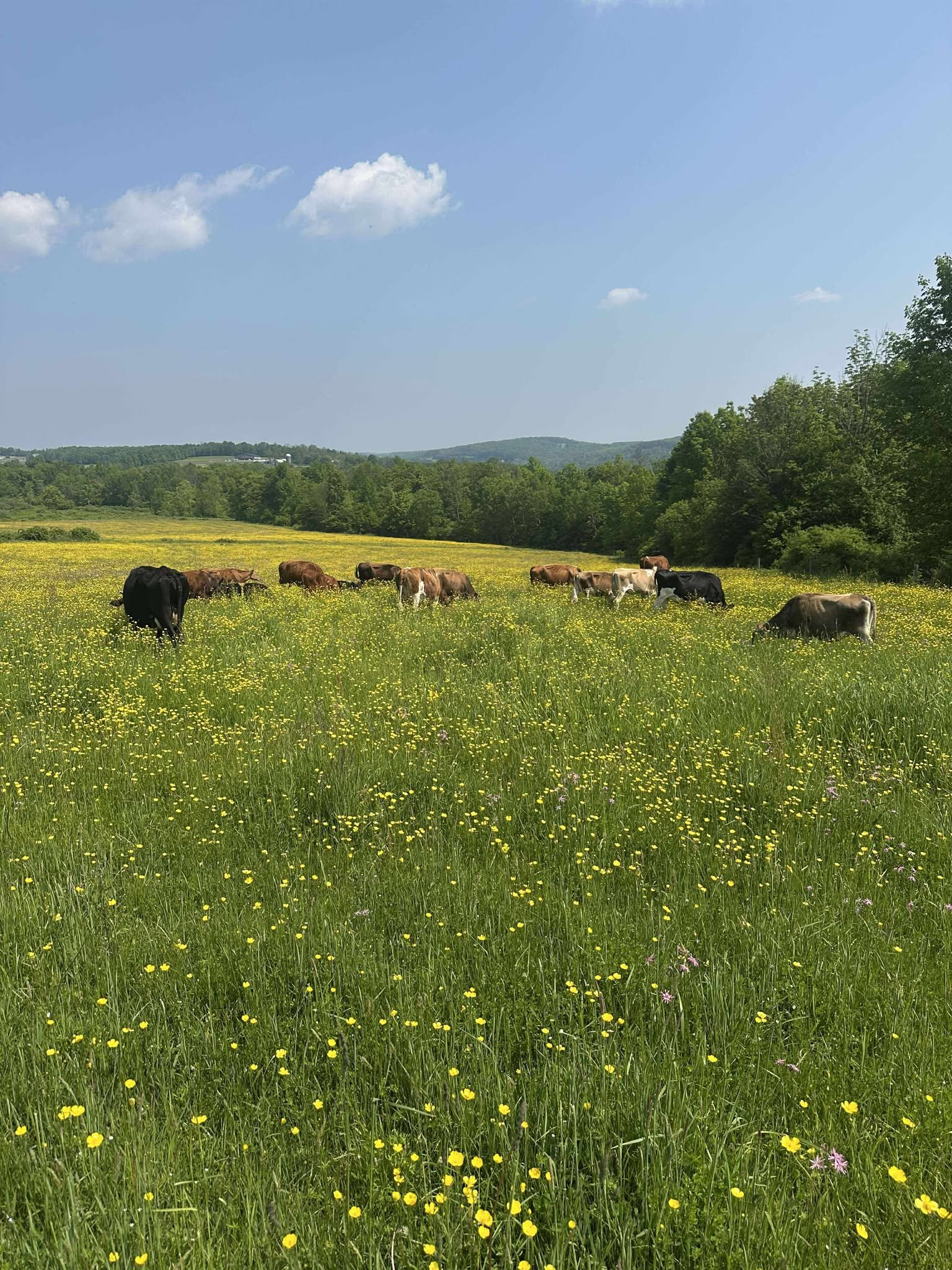 Cows grazing in a vibrant yellow flower field under a clear blue sky, surrounded by lush green trees and rolling hills, showcasing a serene rural landscape.