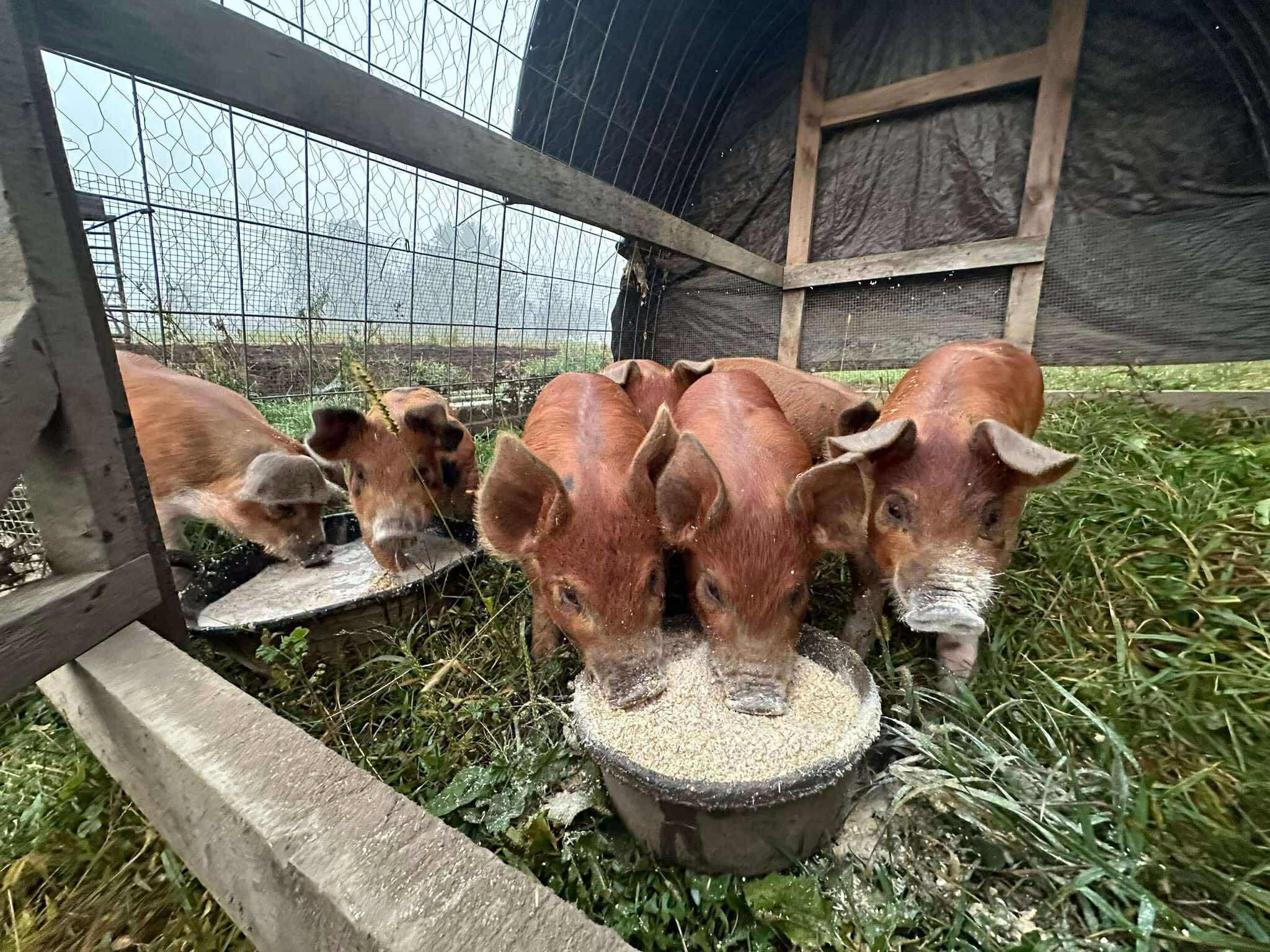 Piglets feeding from a bowl in a farm setting, surrounded by grass and a wooden enclosure, showcasing sustainable farming practices.